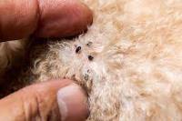 Sams Pest Control Flea Hobart image 5